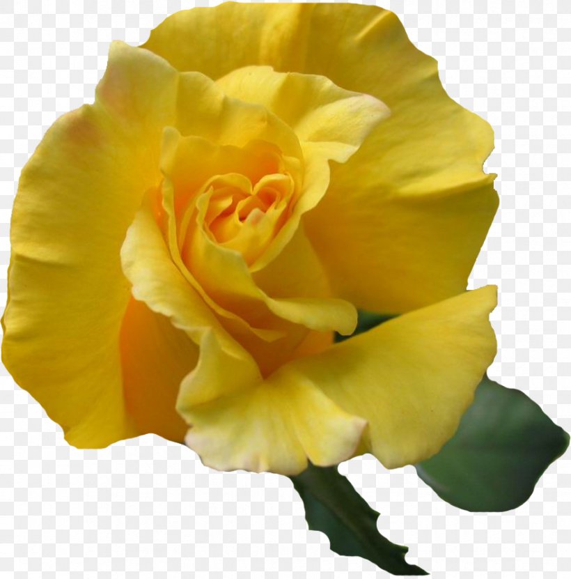 Garden Roses Yellow Flower Desktop Wallpaper, PNG, 879x891px, Garden Roses, Beach Rose, Close Up, Cut Flowers, Data Download Free