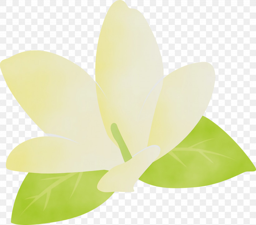 Leaf Petal Green Flower Science, PNG, 3000x2645px, Jasmine, Biology, Flower, Green, Jasmine Flower Download Free