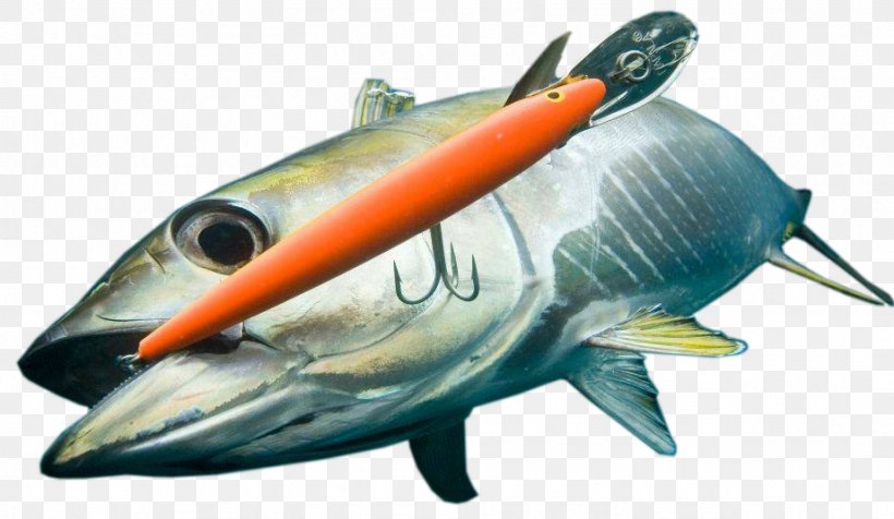 Recreational Fishing Atlantic Bluefin Tuna Rapala Big-game Fishing, PNG, 922x536px, Fishing, Atlantic Bluefin Tuna, Biggame Fishing, Fish, Fish Hook Download Free