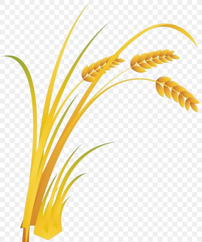Rice Cartoon Food, PNG, 819x982px, Rice, Cartoon, Commodity, Cooked Rice, Crop Download Free