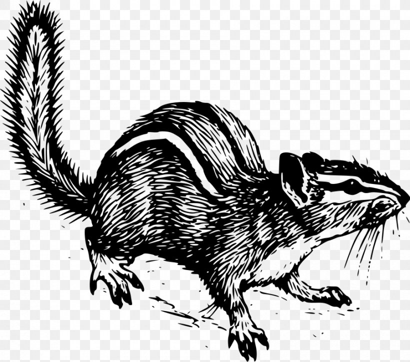 Squirrel Siberian Chipmunk Drawing Clip Art, PNG, 900x795px, Squirrel, Alvin And The Chipmunks, Art, Black And White, Carnivoran Download Free