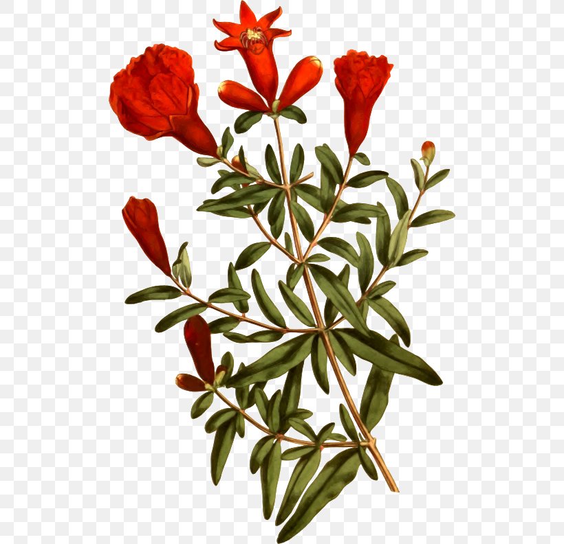 Emery's Fine Arts Gallery Pomegranate Tree Plant Flower, PNG, 504x792px, Pomegranate, Bay Laurel, Botany, Branch, Cut Flowers Download Free