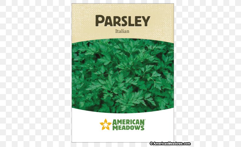 Flat-leaved Parsley Herb Seed Vegetable Germination, PNG, 500x500px, Flatleaved Parsley, Coriander, Germination, Grass, Green Download Free