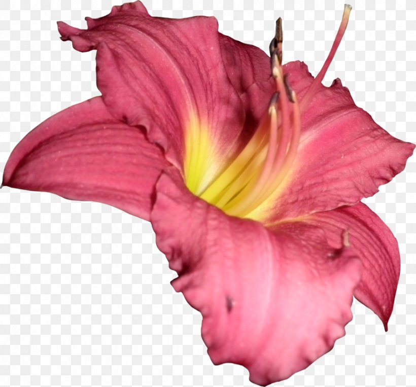 Flower PhotoScape DeviantArt, PNG, 900x838px, Flower, Art, Computer Software, Cut Flowers, Darkest Hour Download Free