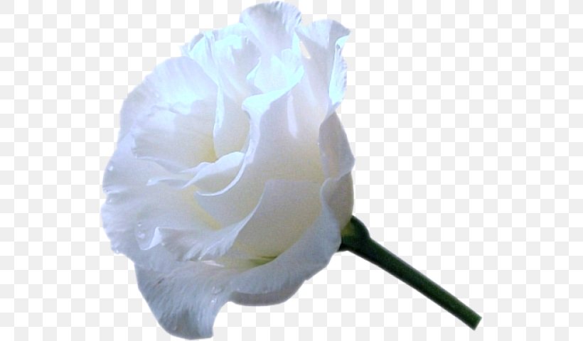 Garden Roses Cabbage Rose Flower Clip Art, PNG, 539x480px, Garden Roses, Blue Rose, Cabbage Rose, Cut Flowers, Floribunda Download Free