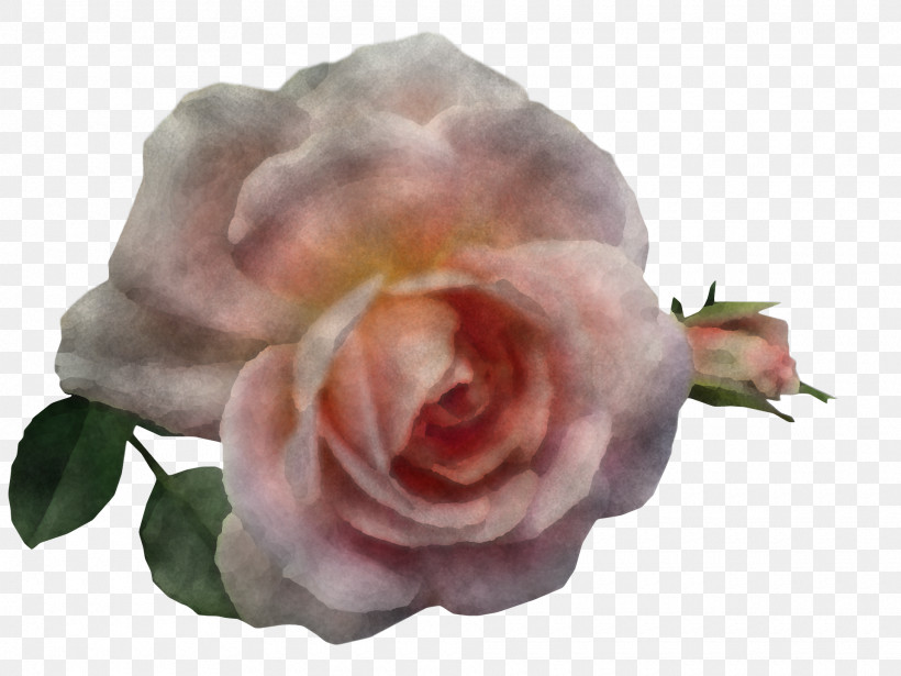 Garden Roses, PNG, 1920x1440px, Garden Roses, Cabbage Rose, Cut Flowers, Flower, Garden Download Free