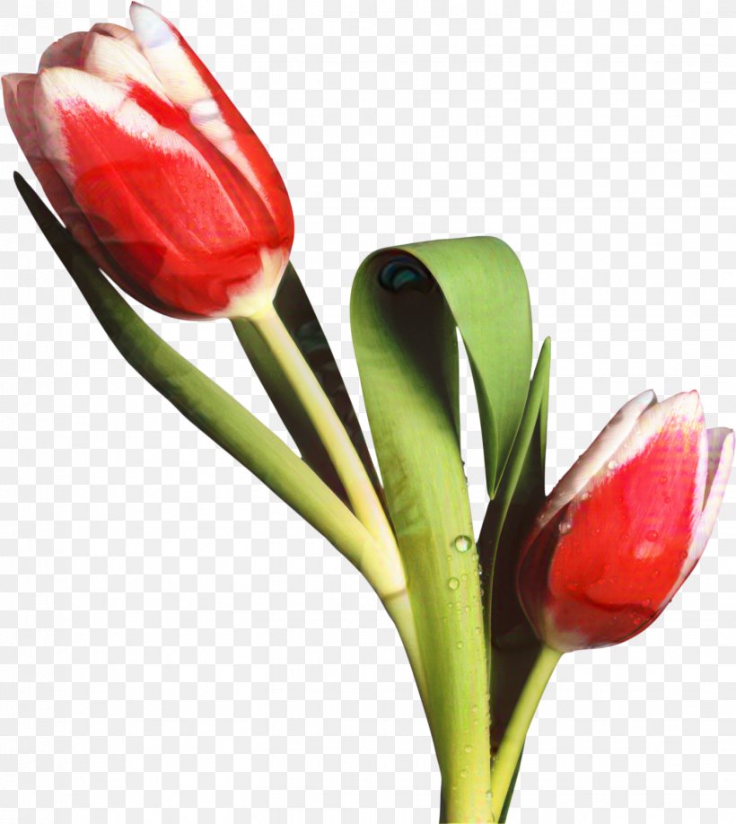 Clip Art Watercolor Painting Desktop Wallpaper Tulip, PNG, 1428x1600px, Watercolor Painting, Anthurium, Botany, Bud, Cut Flowers Download Free
