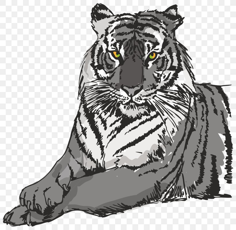 White Tiger Sumatran Tiger Clip Art, PNG, 800x800px, White Tiger, Big Cats, Black And White, Can Stock Photo, Carnivoran Download Free