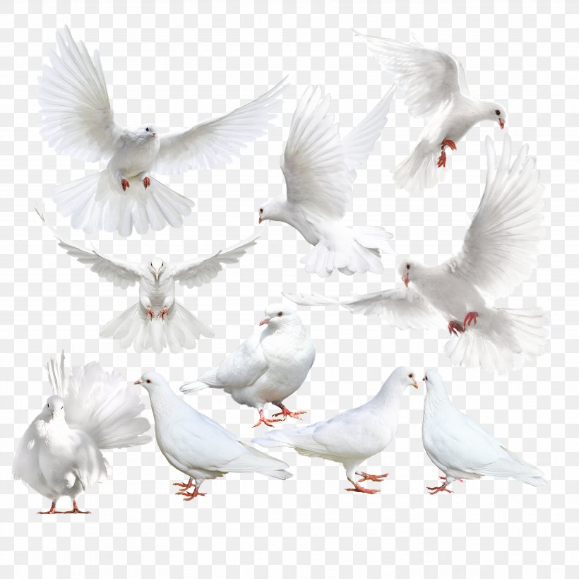Columbidae Rock Dove Bird Icon, PNG, 3543x3543px, Columbidae, Beak, Bird, Feather, Icon Design Download Free