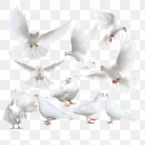 Pigeon - Columbidae Rock Dove Bird Icon PNG
