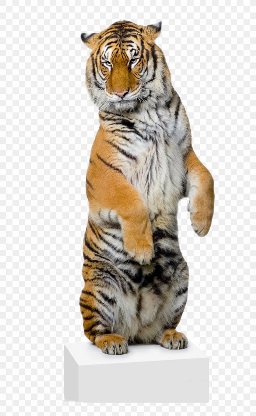 White Tiger Lion Bengal Tiger Stock Photography Felidae, PNG, 1023x1662px, White Tiger, Bengal Tiger, Big Cat, Big Cats, Carnivoran Download Free