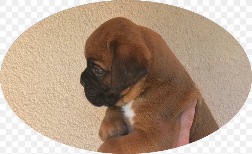 Boxer Puggle Puppy Dog Breed Snout, PNG, 1200x735px, Boxer, Breed, Carnivoran, Dog, Dog Breed Download Free