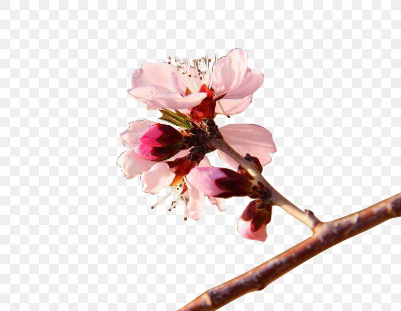 Flower Apricot, PNG, 1031x800px, Flower, Apricot, Blossom, Branch, Cherry Download Free