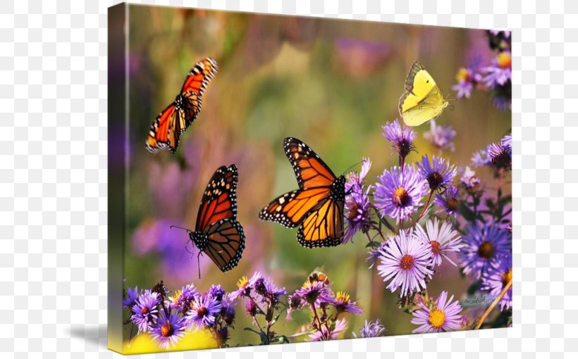 Monarch Butterfly Fine Art Photography, PNG, 650x510px, Monarch Butterfly, Art, Brush, Brush Footed Butterfly, Butterflies And Moths Download Free