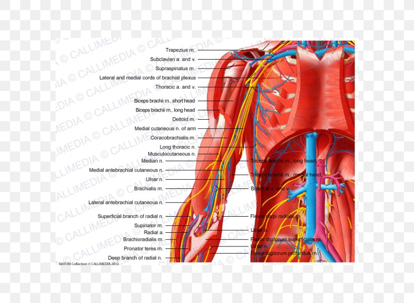Arm Blood Vessel Muscle Shoulder Nerve, PNG, 600x600px, Watercolor, Cartoon, Flower, Frame, Heart Download Free