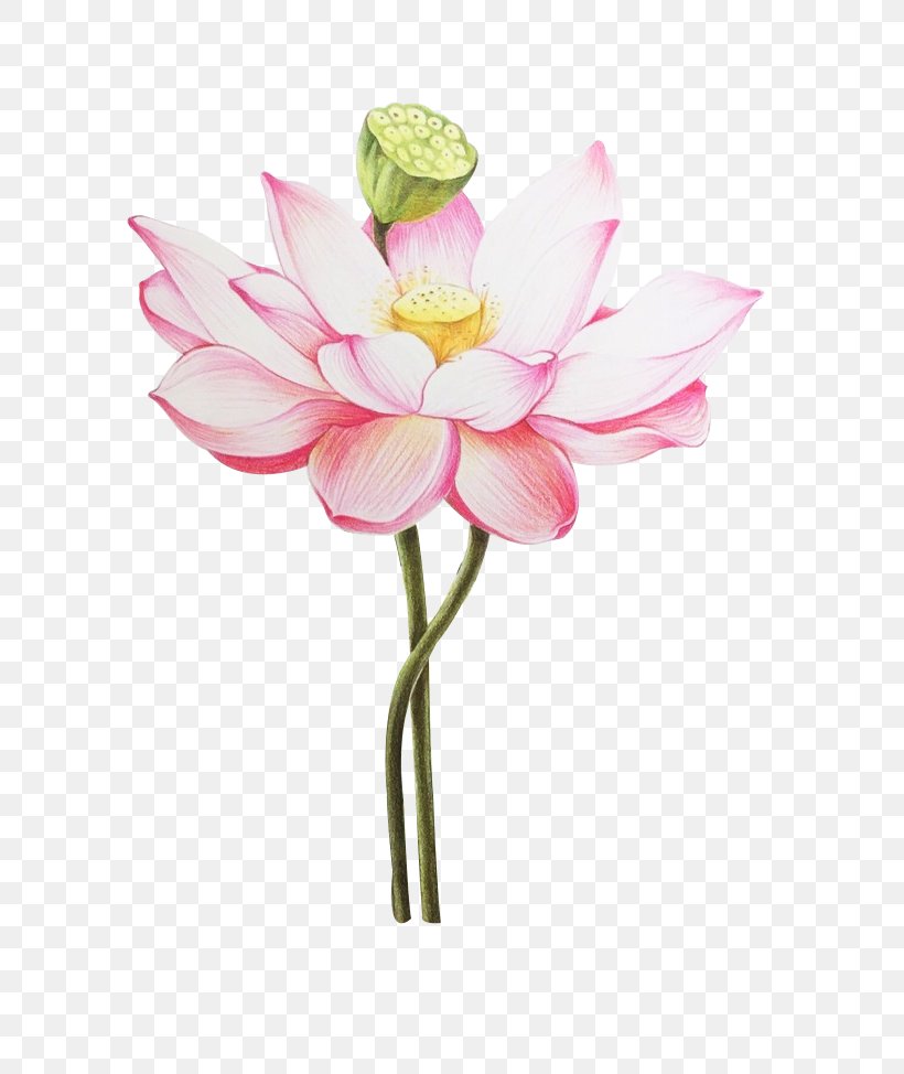 Colored Pencil Nelumbo Nucifera Drawing Painting, PNG, 700x974px, Colored Pencil, Aquatic Plant, Artificial Flower, Creative Work, Cut Flowers Download Free