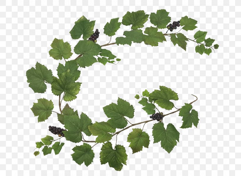 Grapevine Twig Leaf Greens Family M Invest D.o.o., PNG, 800x600px, Grapevine, Branch, Family M Invest Doo, Grape Leaves, Grapevine Family Download Free