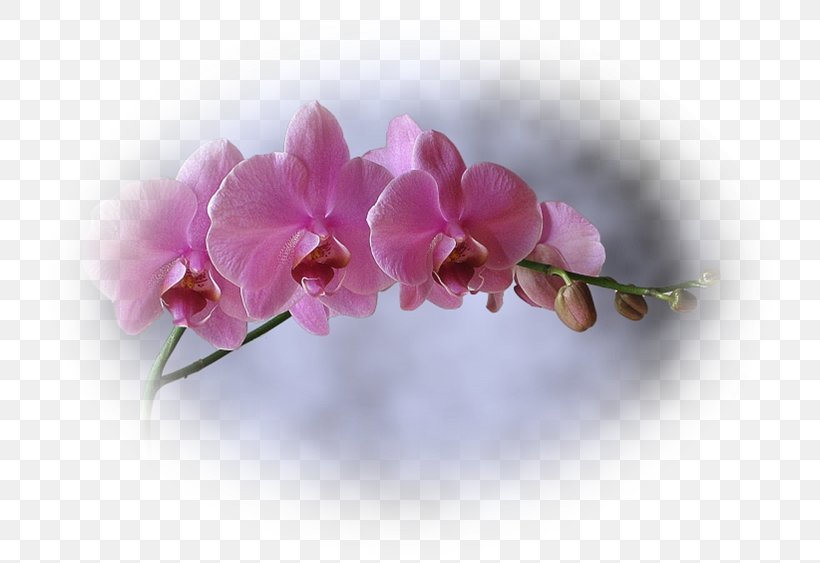 Moth Orchids Pink M RTV Pink Plant Stem, PNG, 750x563px, Moth Orchids, Blossom, Flower, Flowering Plant, Moth Orchid Download Free