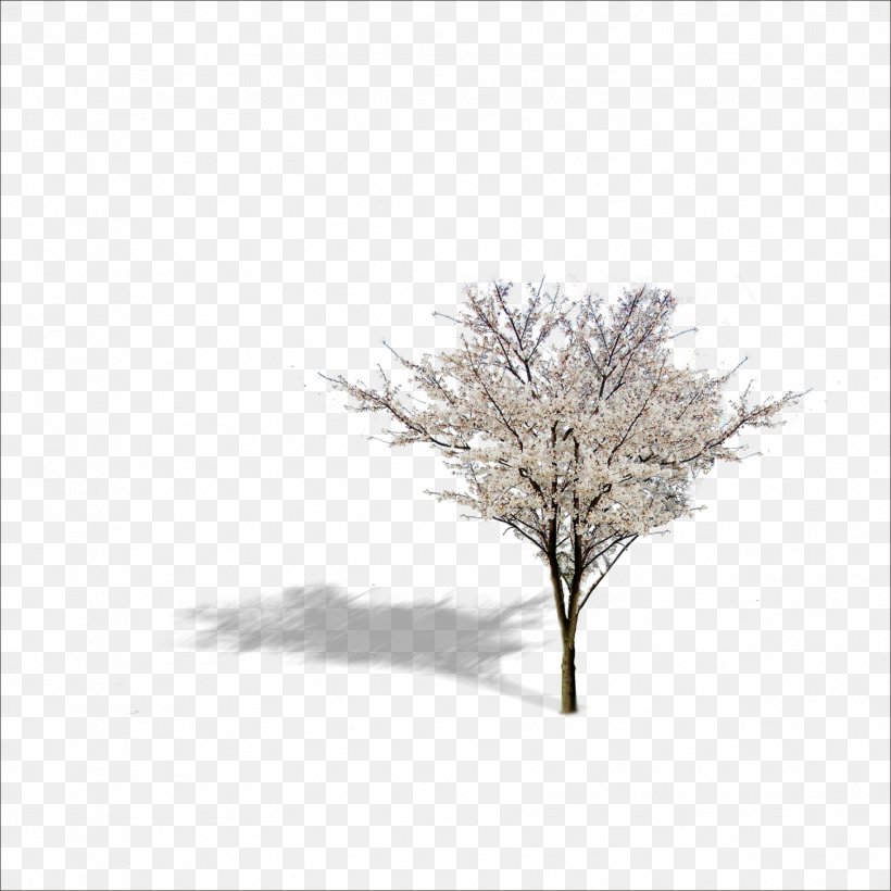 Twig Tree Download Icon, PNG, 1773x1773px, Twig, Black And White, Branch, Computer, Google Images Download Free