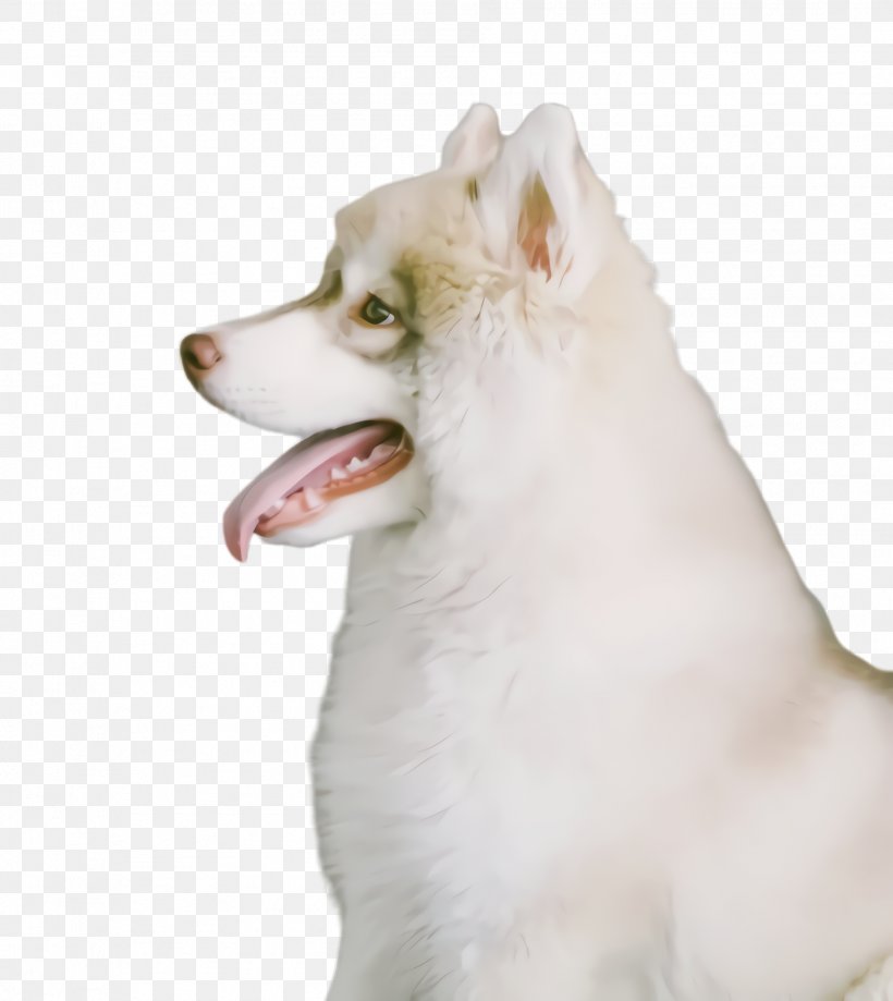 Cute Dog, PNG, 1888x2116px, Cute Dog, American Eskimo Dog, Ancient Dog Breeds, Animal, Berger Blanc Suisse Download Free