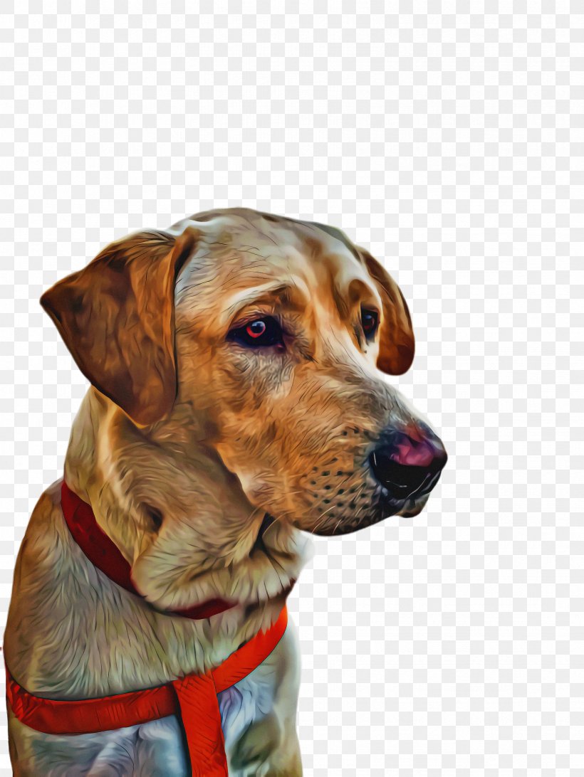 Cute Dog, PNG, 1732x2308px, Cute Dog, American English Coonhound, American Foxhound, Animal, Beagle Download Free