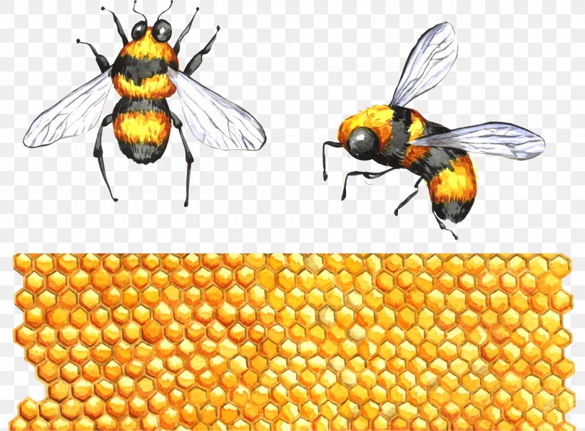 Honey Bee Insect Apidae Clip Art, PNG, 2717x2002px, Honey Bee, Animal, Apidae, Apitoxin, Arthropod Download Free
