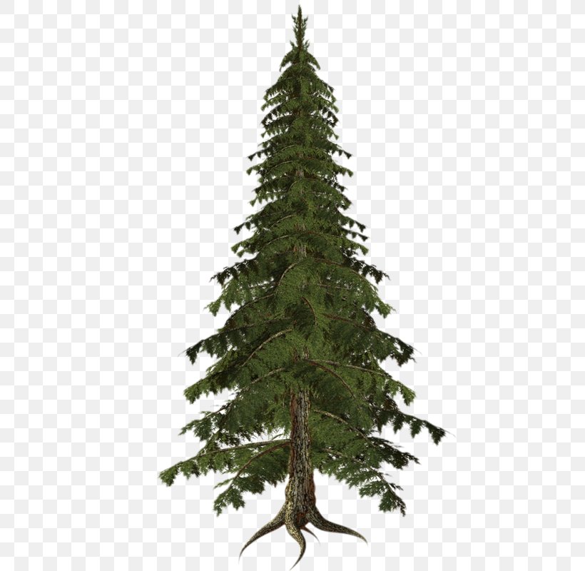 Spruce Tree Drawing Clip Art, PNG, 483x800px, Spruce, Christmas Decoration, Christmas Ornament, Christmas Tree, Conifer Download Free
