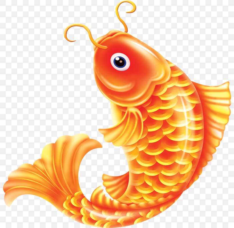 Common Carp Goldfish, PNG, 800x800px, Common Carp, Chinese New Year, Fish, Goldfish, New Year Picture Download Free