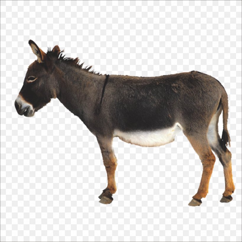 Donkey Icon, PNG, 1773x1773px, Donkey, Animal, Computer Graphics, Fauna, Horse Download Free