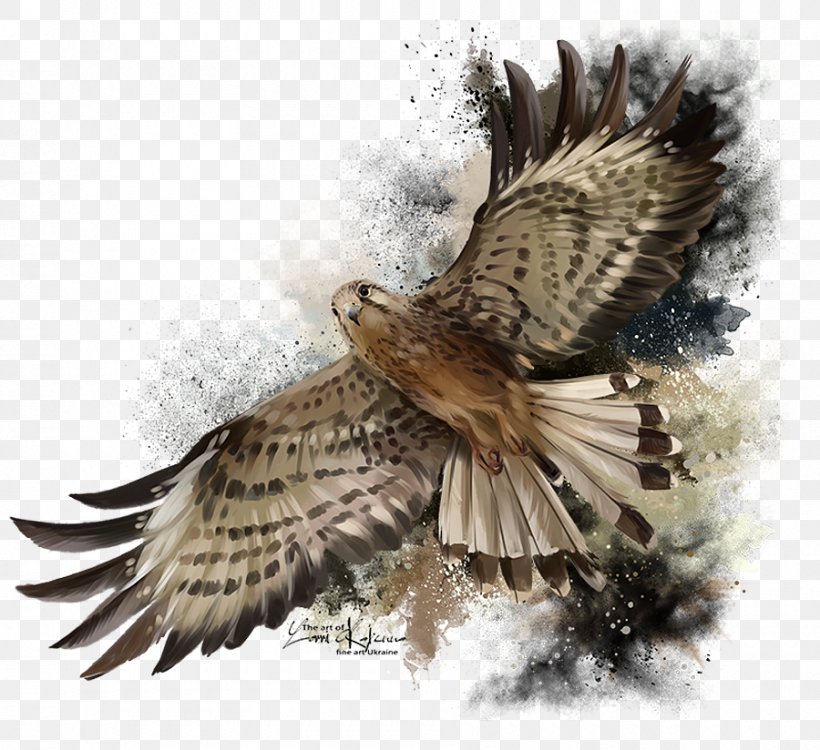 Flight Stock Photography Royalty-free Vector Graphics Falcon, PNG, 900x824px, Flight, Accipitridae, Accipitriformes, Adaptation, Beak Download Free
