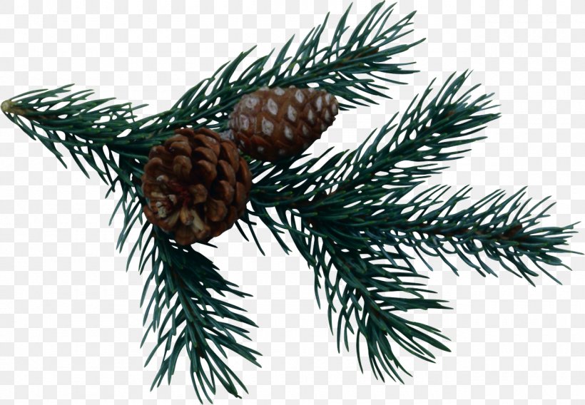 Pine Spruce Fir Conifer Cone, PNG, 1280x888px, Pine, Branch, Christmas Ornament, Conifer, Conifer Cone Download Free