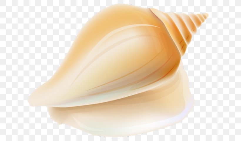 Snail Cartoon, PNG, 640x480px, Seashell, Bivalve, Conch, Lymnaeidae, Mollusc Shell Download Free