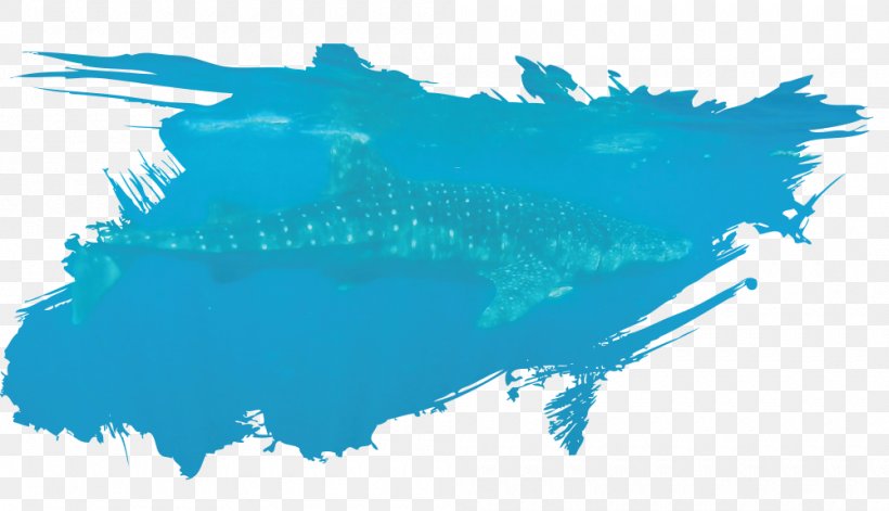Whale Shark Isla Holbox Fish Shark Sanctuary, PNG, 1000x575px, Shark, Aqua, Blue, Cetacea, Computer Download Free