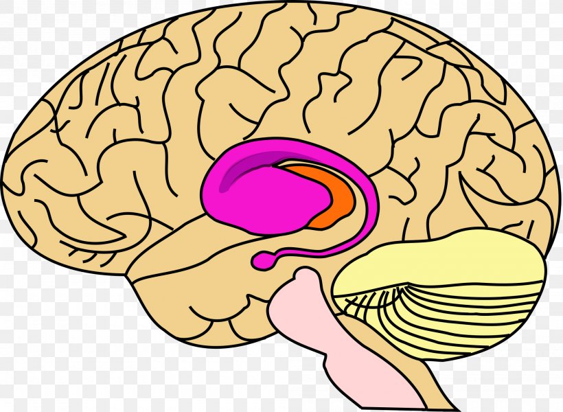 Basal Ganglia Brain Ganglion Anatomy Nucleus, PNG, 2000x1465px, Watercolor, Cartoon, Flower, Frame, Heart Download Free