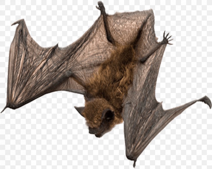 Bat Clip Art, PNG, 850x678px, Bat, Fauna, Little Brown Bat, Mammal, Organism Download Free