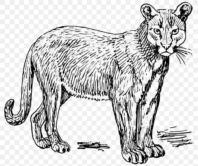 Cougar Wildcat Tiger Lion, PNG, 800x687px, Cougar, Animal Figure, Artwork, Big Cat, Big Cats Download Free