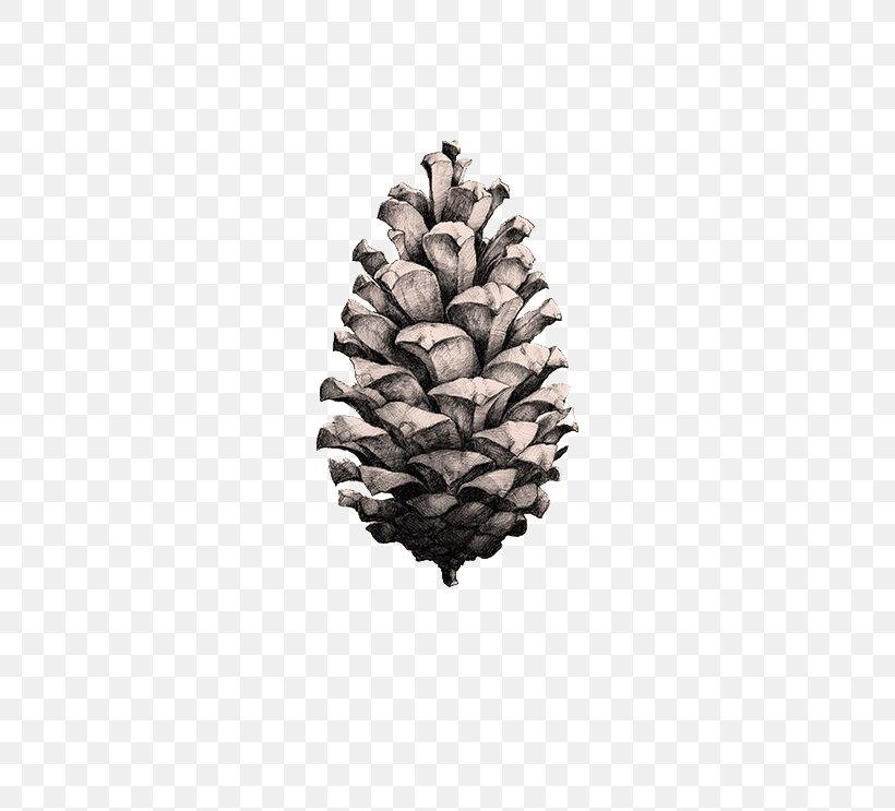 Coulter Pine Pinus Taeda Poster Conifer Cone Paper Collective, PNG, 526x743px, Coulter Pine, Art, Cone, Conifer, Conifer Cone Download Free