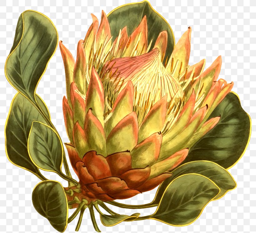 Fynbos Protea Cynaroides South Africa National Cricket Team Flower Curtis's Botanical Magazine, PNG, 793x745px, Fynbos, Artichoke, Biodiversity Heritage Library, Botanical Illustration, Botany Download Free