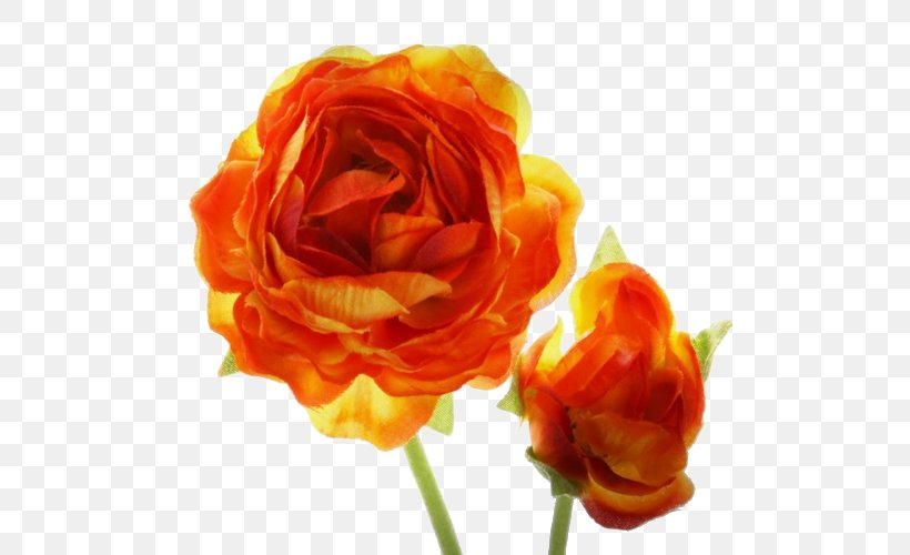 Garden Roses Orange Blossom Flower Red, PNG, 500x500px, Garden Roses, Cabbage Rose, Cut Flowers, Floribunda, Flower Download Free
