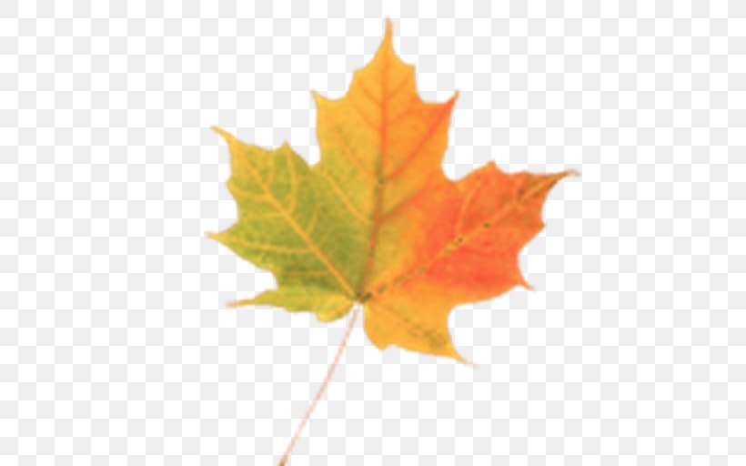 Maple Leaf Autumn, PNG, 512x512px, Leaf, Android, Autumn, Autumn Leaf Color, Google Play Download Free