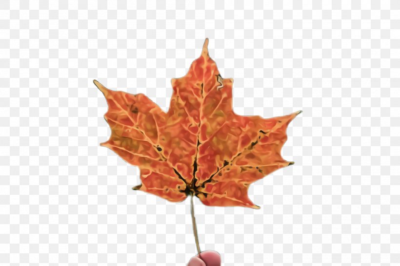 Maple Leaf, PNG, 2000x1332px, Leaf, Black Maple, Deciduous, Flower, Maple Leaf Download Free