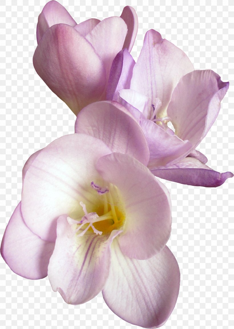 Cut Flowers Petal Clip Art, PNG, 1410x1980px, Flower, Cut Flowers, Flower Bouquet, Flowering Plant, Herbaceous Plant Download Free