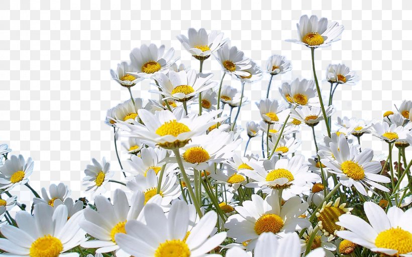 Flower Nature Desktop Wallpaper Common Daisy, PNG, 1600x1000px, Flower, Annual Plant, Chamaemelum Nobile, Chrysanths, Com Download Free