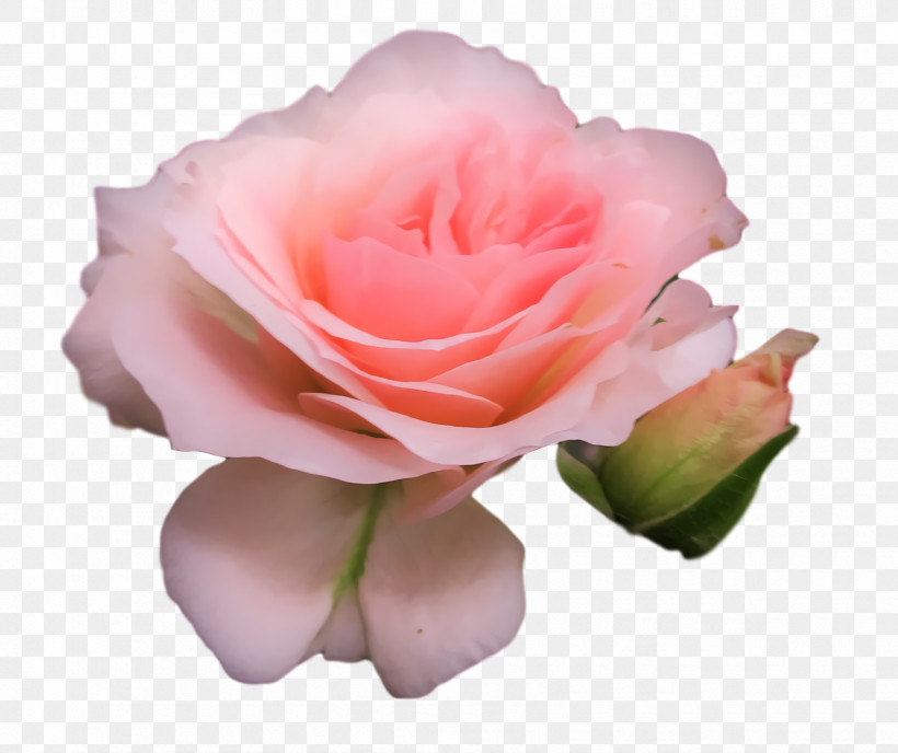 Garden Roses, PNG, 1714x1440px, Garden Roses, Cabbage Rose, Cut Flowers, Floribunda, Flower Download Free