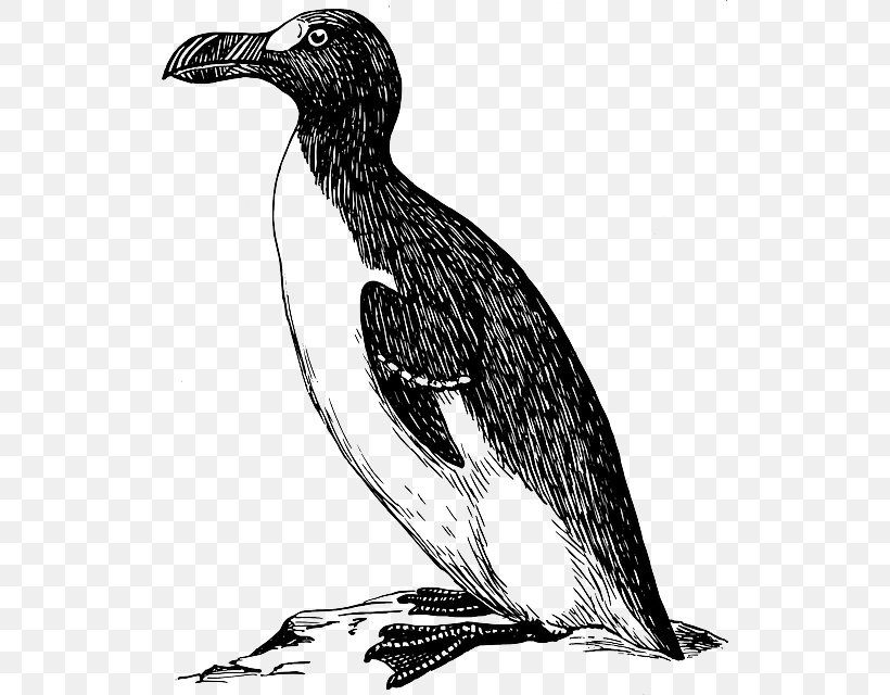 Great Auk Bird Clip Art, PNG, 522x640px, Great Auk, Auk, Awk, Beak, Bird Download Free