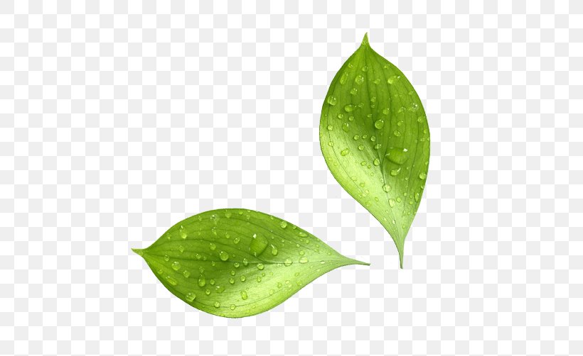 Natural Environment Leaf Moisture Water Biophysical Environment, PNG, 516x502px, Natural Environment, Biophysical Environment, Dew, Environmental Impact Assessment, Evaluation Download Free