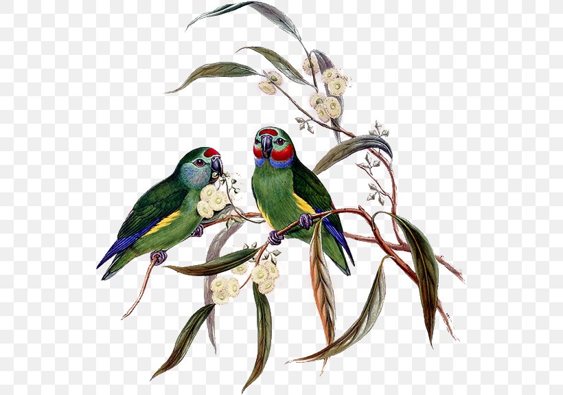 The Birds Of Australia Parrot Parakeet Birds Of New Guinea, PNG, 542x575px, Bird, Animal, Beak, Birdofparadise, Birds Of Australia Download Free