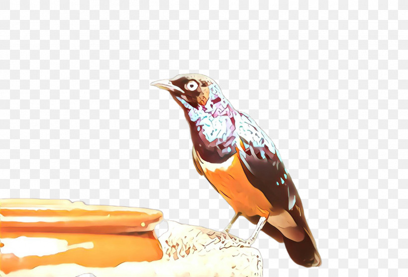 Bird Beak Perching Bird Songbird, PNG, 2424x1648px, Bird, Beak, Perching Bird, Songbird Download Free