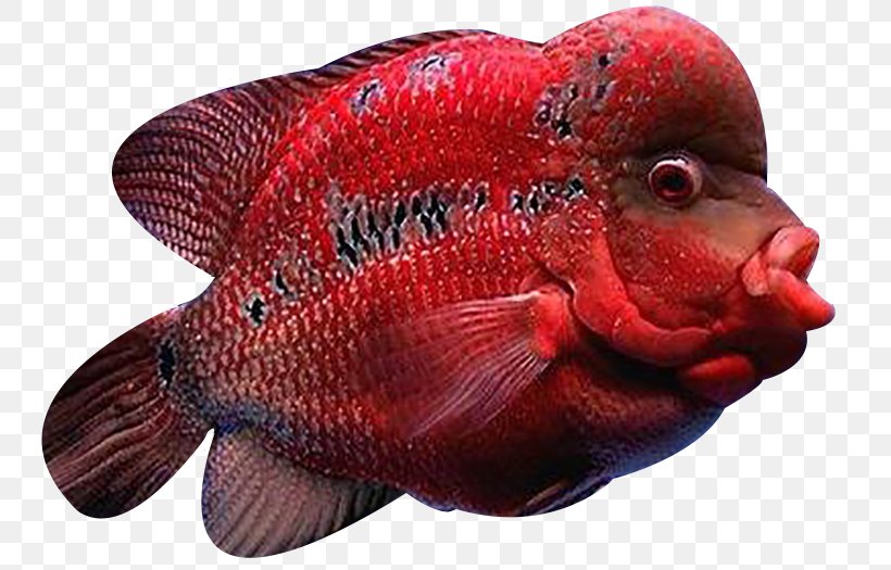 Cat Fish Flowerhorn Cichlid Arhat, PNG, 750x525px, Cat, Animal, Aquarium, Arhat, Breed Download Free