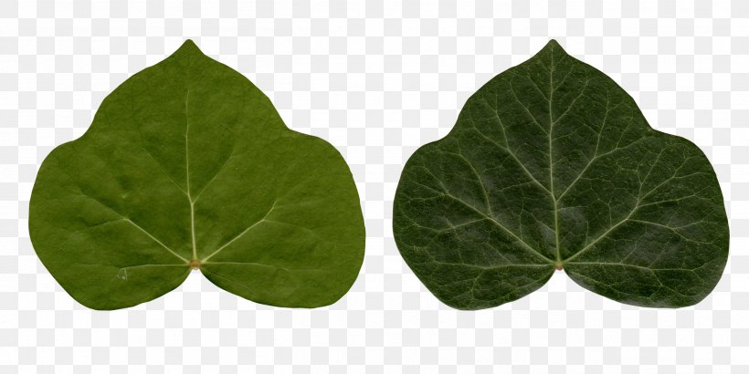 Common Ivy Leaf Poison Ivy Plant, PNG, 2612x1306px, Common Ivy, Araliaceae, Information, Ivy, Ivy League Download Free